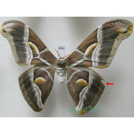 Samia cynthia (Drury, 1773) male ex. ovo India 110mm44c